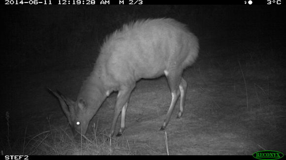 Image of Bushbuck