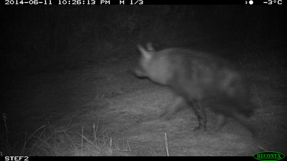 Image of Brown Hyena -- Brown Hyaena