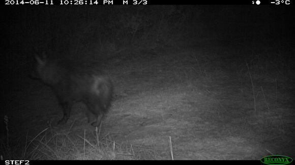 Image of Brown Hyena -- Brown Hyaena