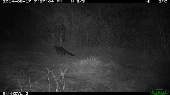 Image of Cape Genet