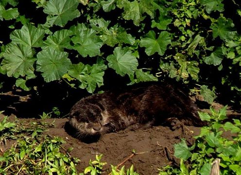 Image of African Clawless Otter