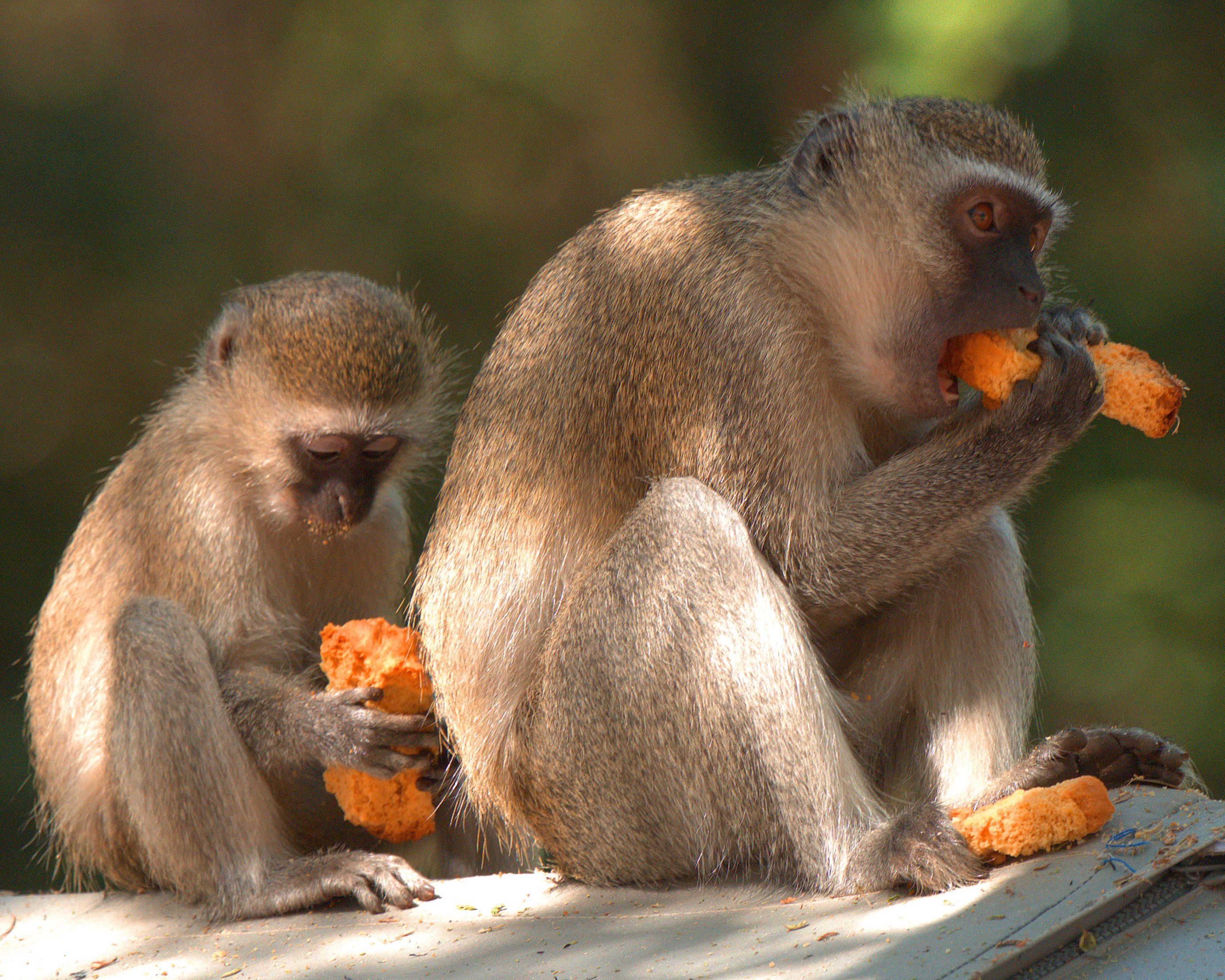 Image of Vervet Monkey