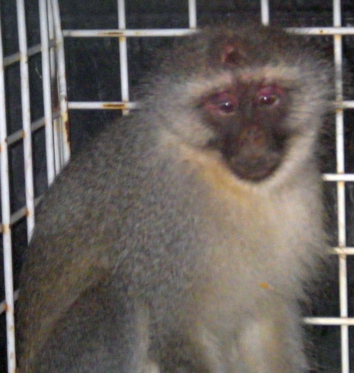 Image of Vervet Monkey