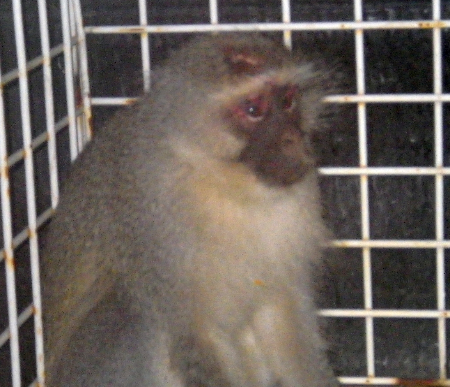 Image of Vervet Monkey