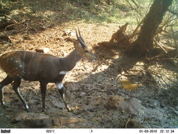 Image of Bushbuck