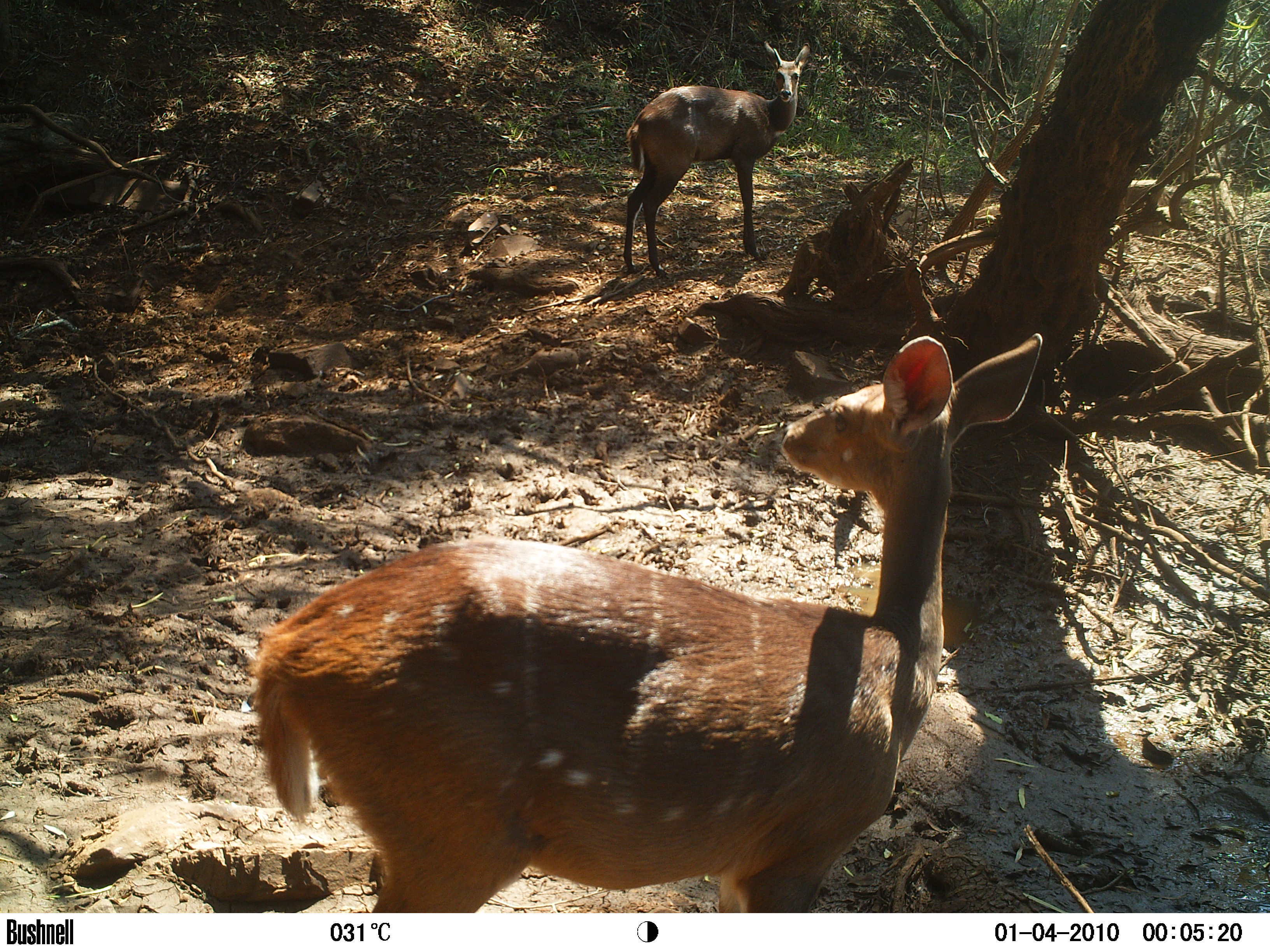 Image of Bushbuck