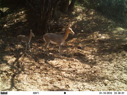 Image of Mountain Reedbuck