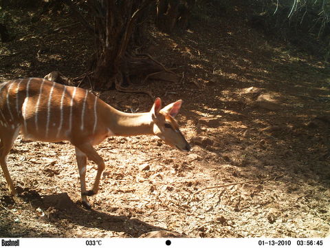 Imagem de Tragelaphus angasii Angas 1849