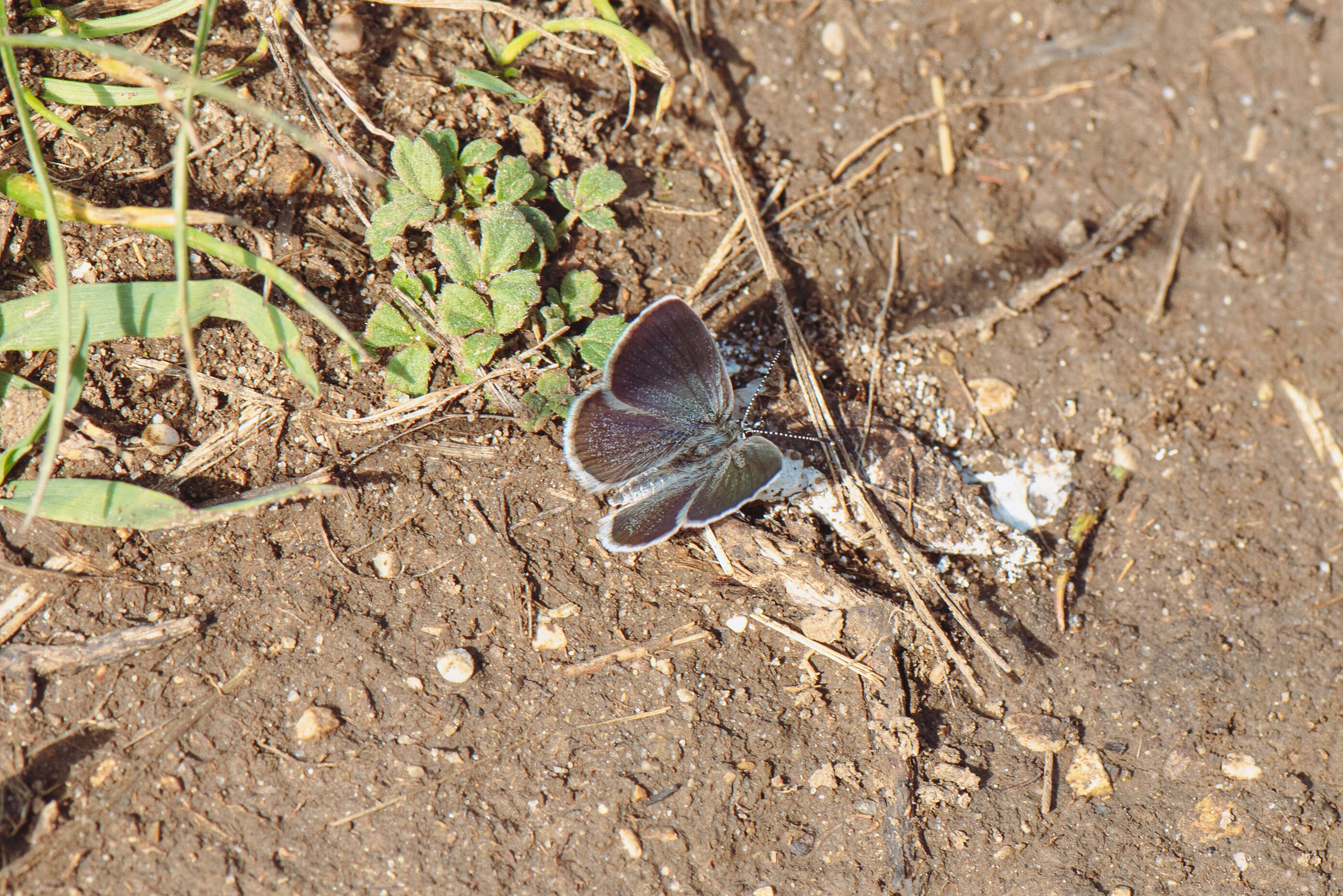 Image of small blue