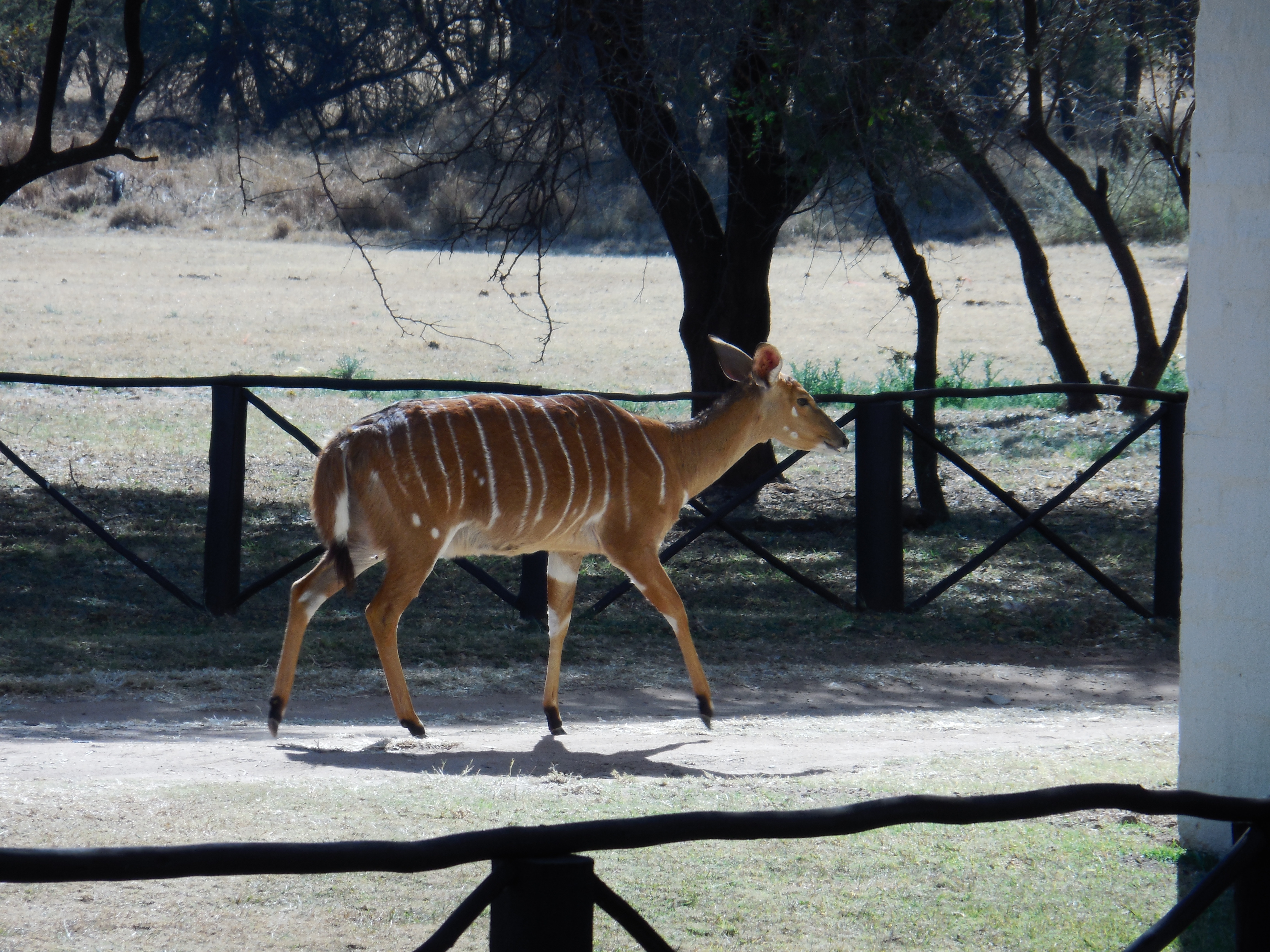 Image of Nyala