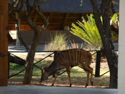 Image of Nyala