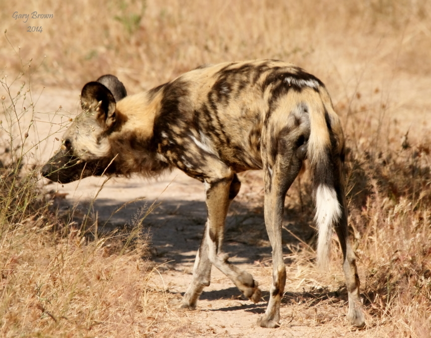 Image of African Hunting Dog