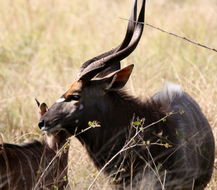 Image of Nyala