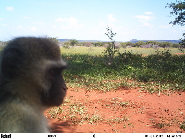 Image of Vervet Monkey