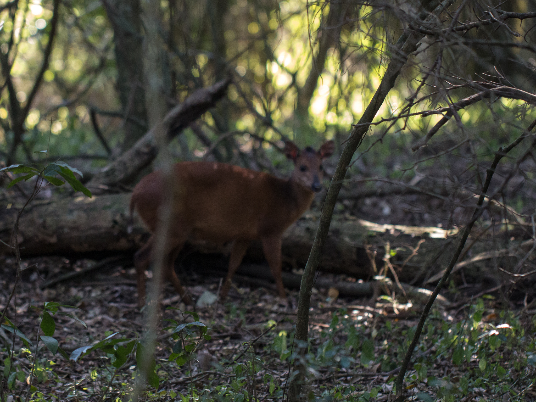 Image of Natal Duiker