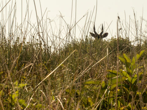 Image of Bushbuck