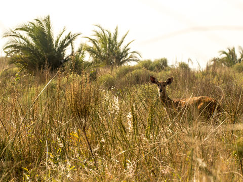 Image of Bushbuck