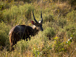 Image of Bushbuck