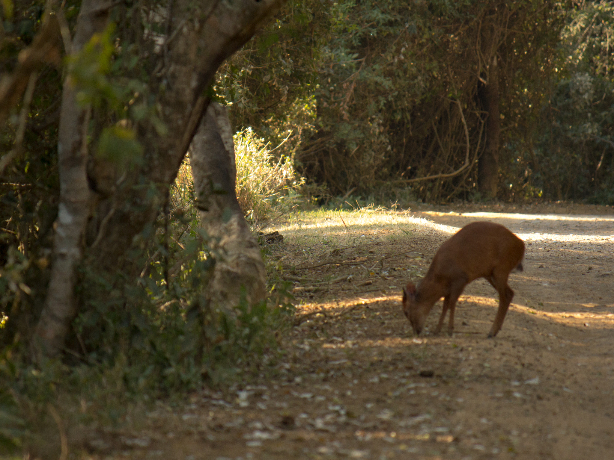 Image of Natal Duiker