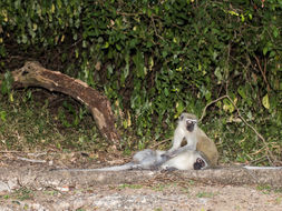 Image of Vervet Monkey