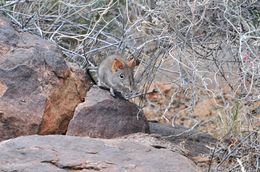 Image of Western Rock Elephant Shrew