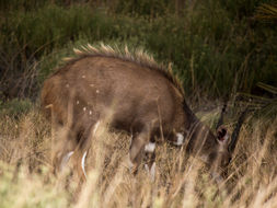 Image of Bushbuck