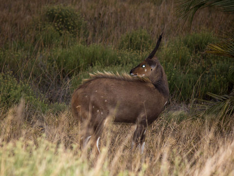 Image of Bushbuck