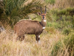 Image of Bushbuck