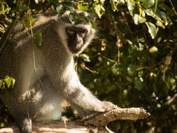 Image of Vervet Monkey