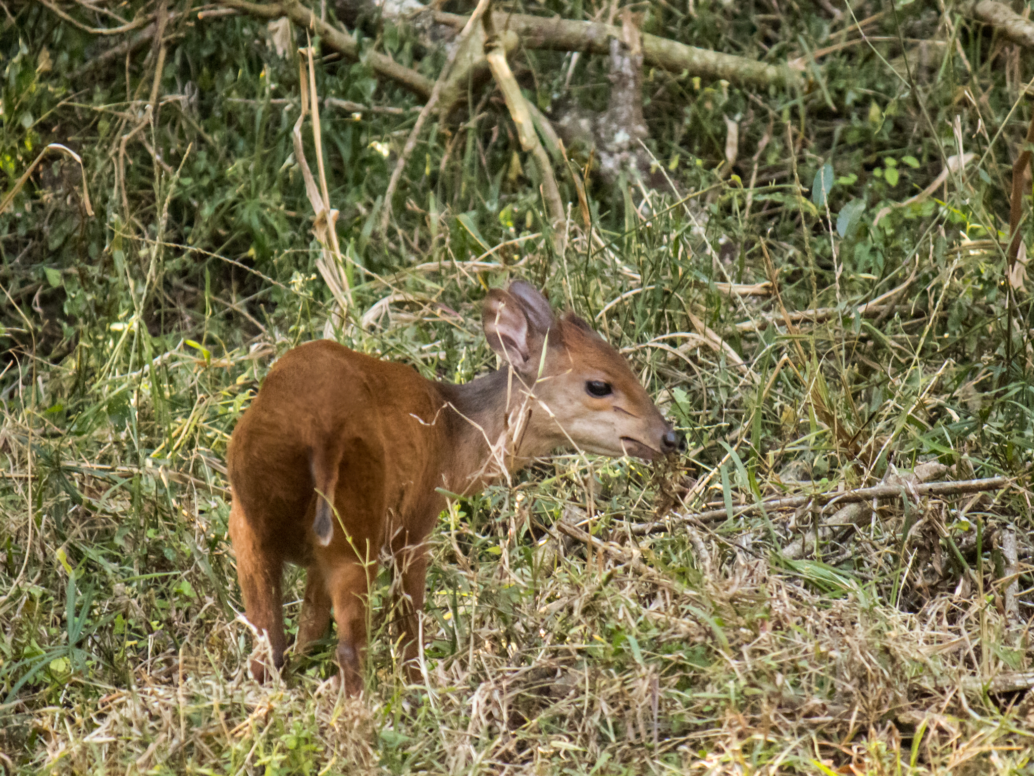 Image of Natal Duiker