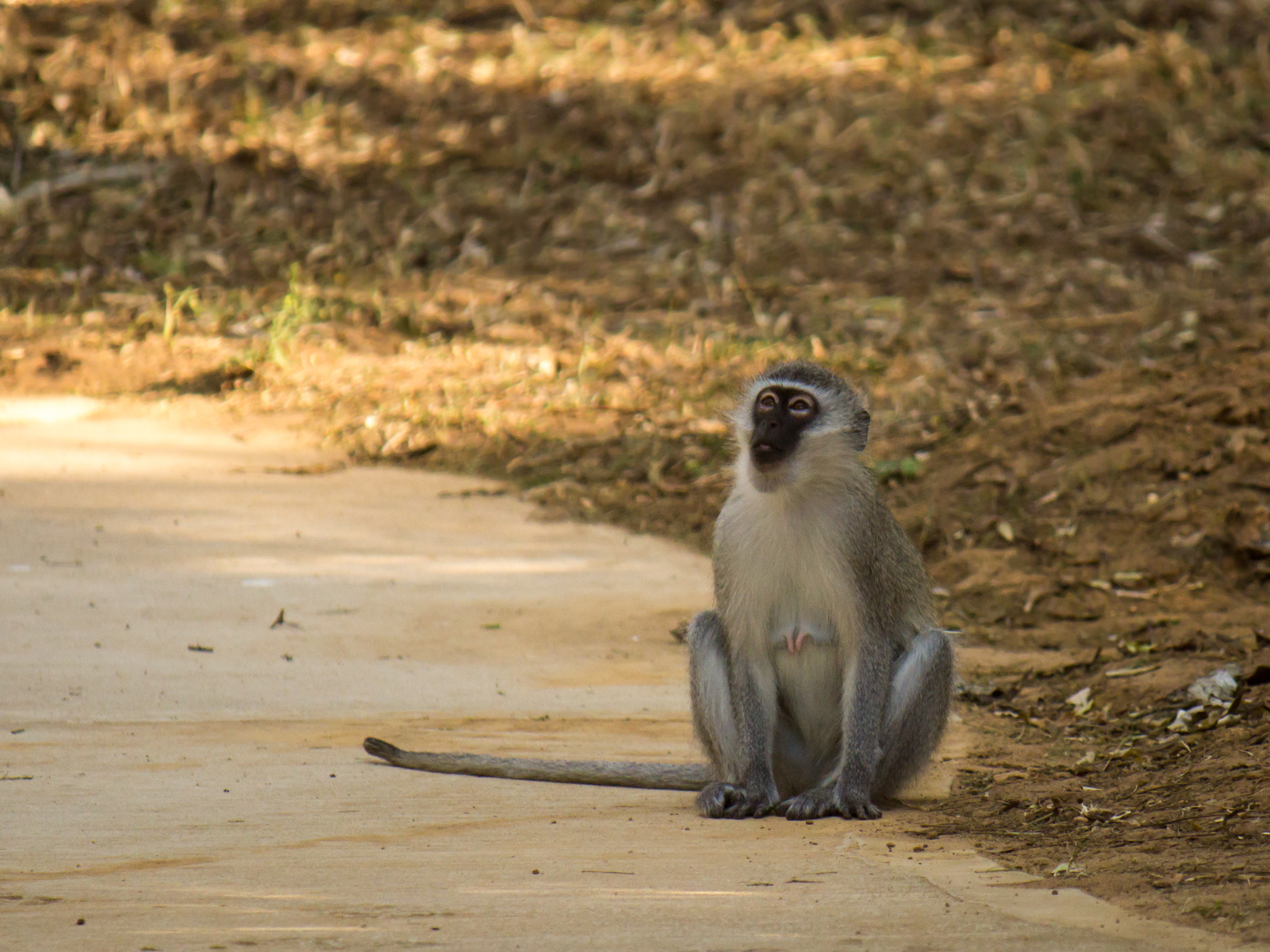 Image of Vervet Monkey