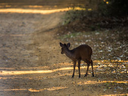 Image of Natal Duiker