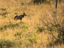 Image of Bushbuck