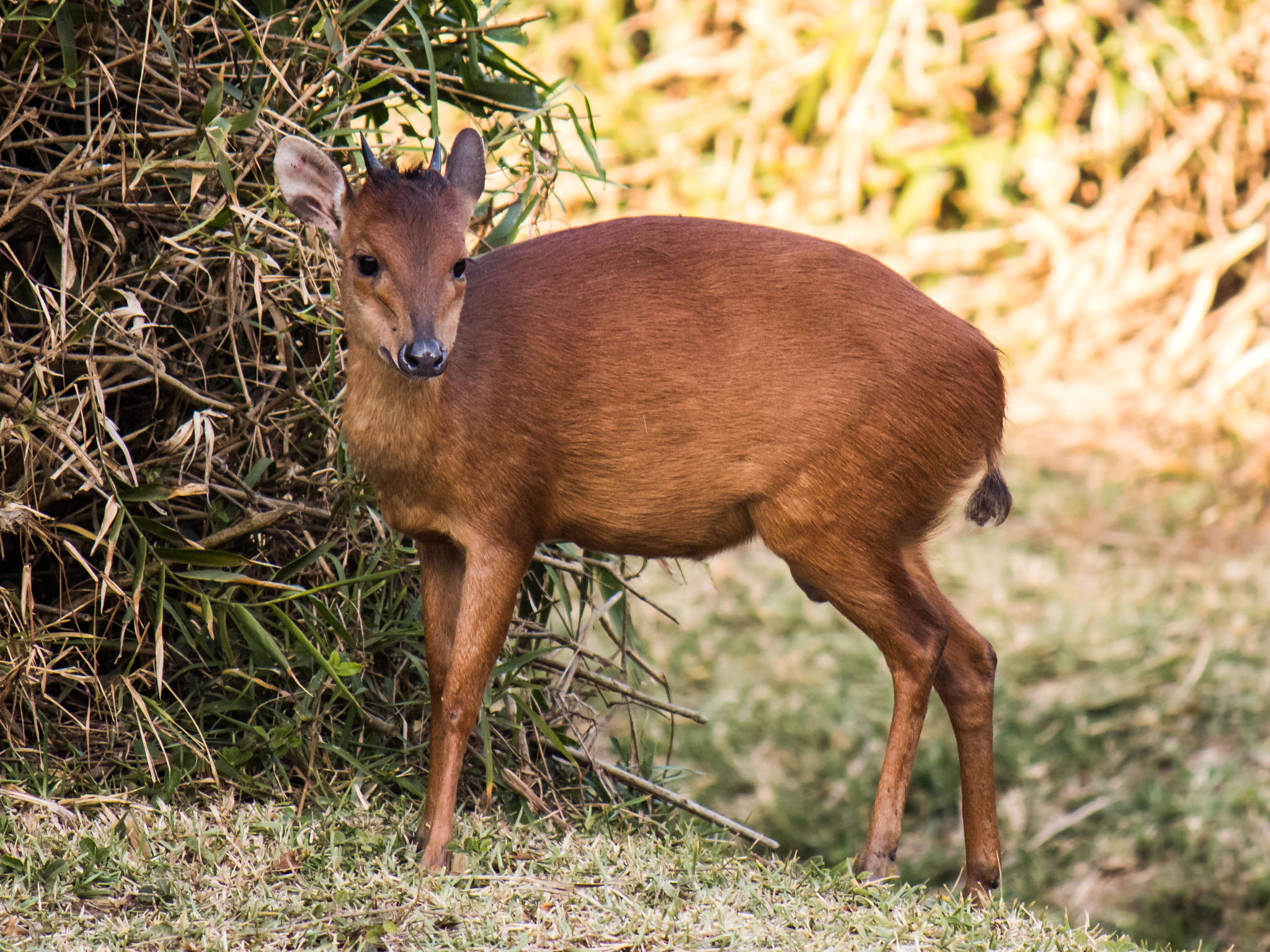 Image of Natal Duiker