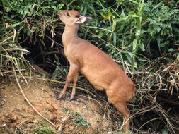 Image of Natal Duiker