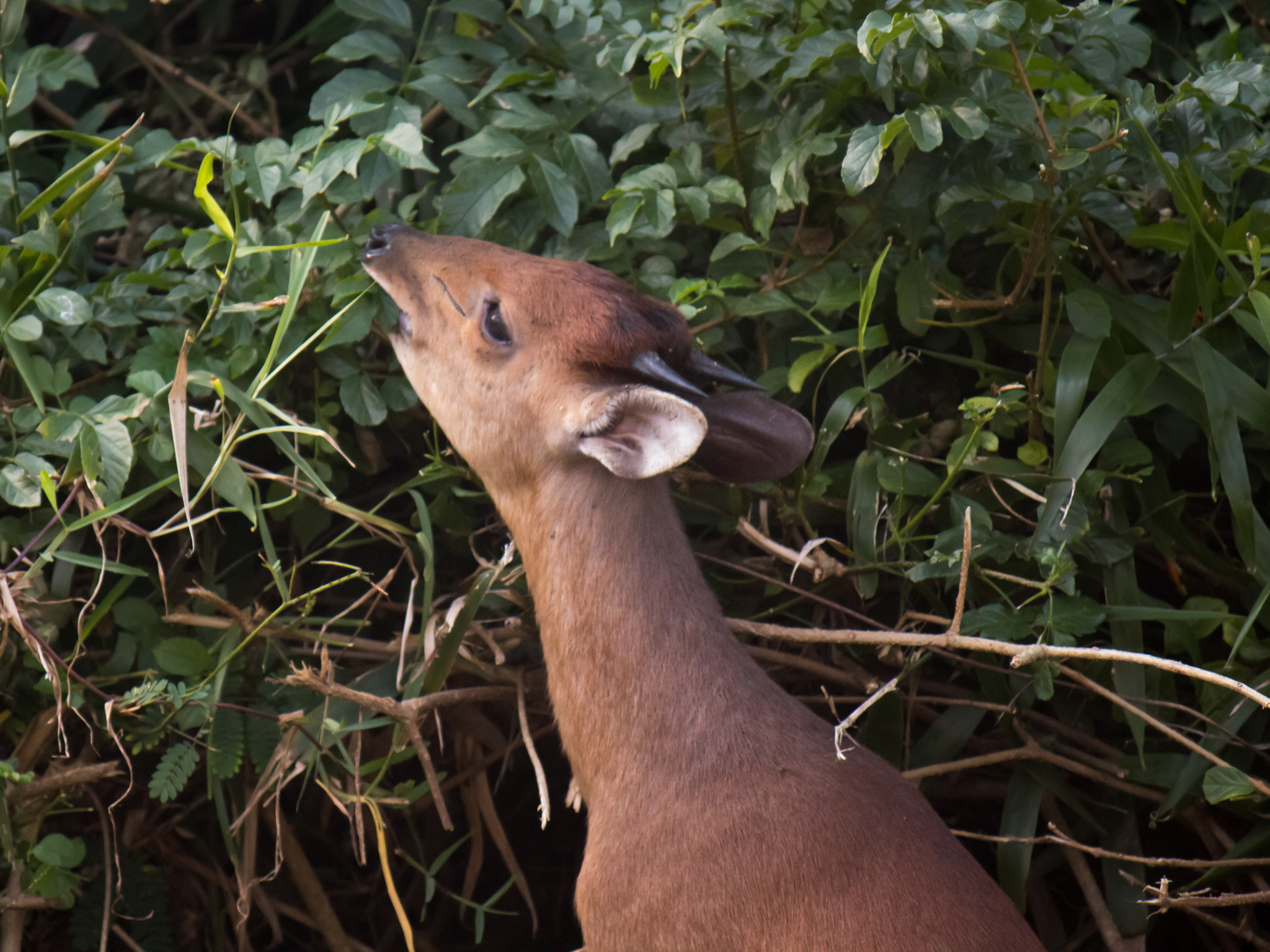 Image of Natal Duiker