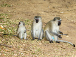 Image of Vervet Monkey