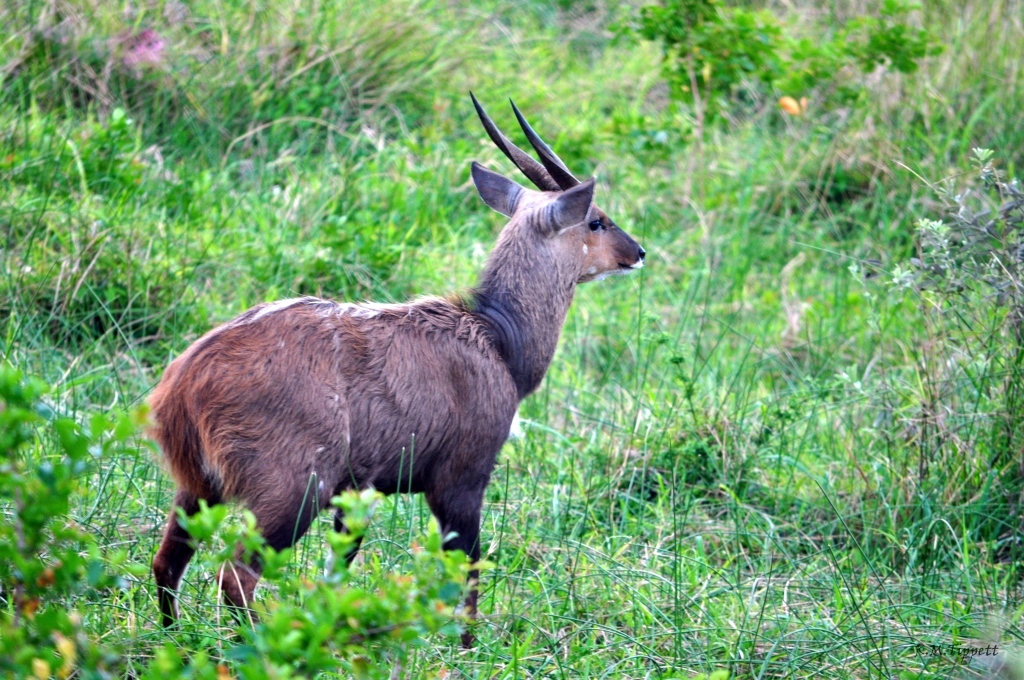 Image of Bushbuck