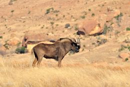 Image of Black Wildebeest