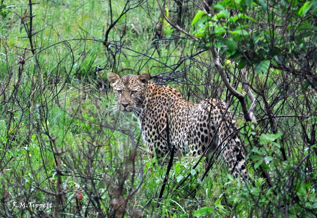 Image of Leopard