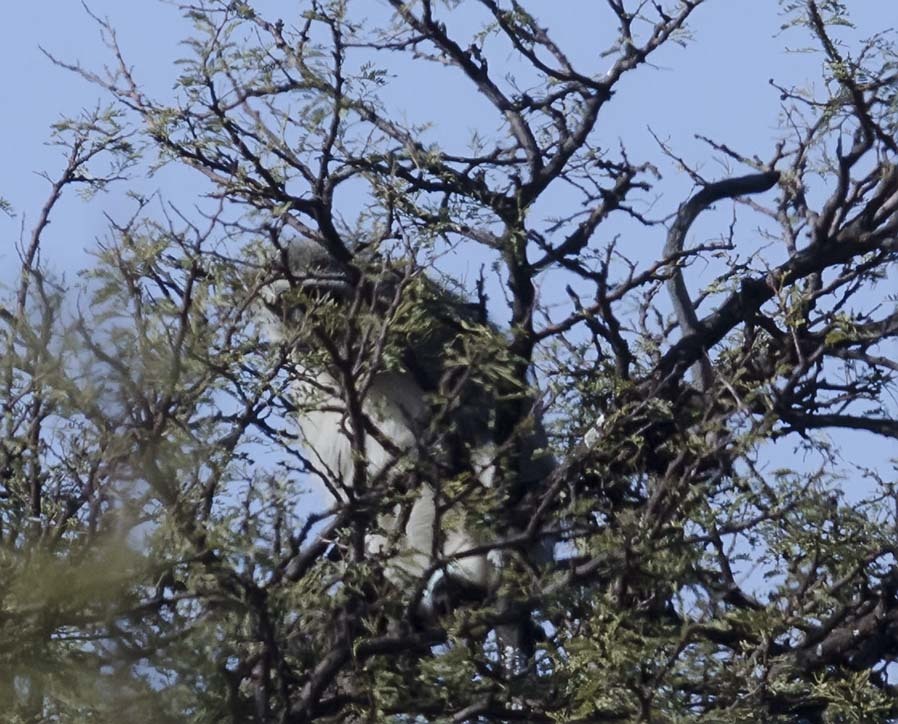 Image of Vervet Monkey