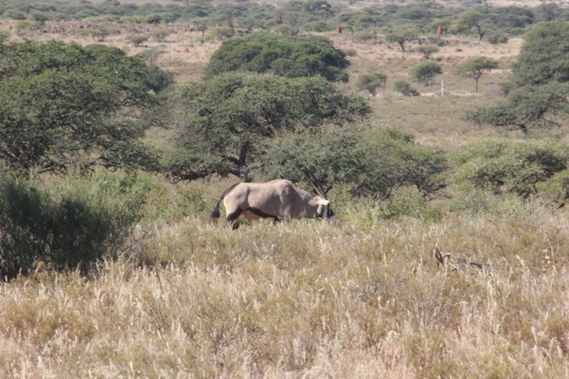 Image of Gemsbok