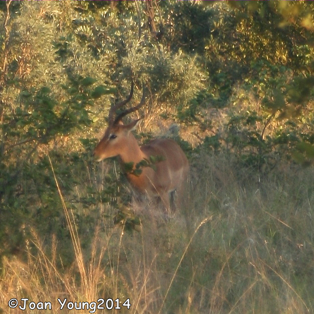 Image of Aepyceros Sundevall 1847