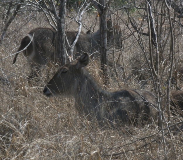 Image of Ellipsen Waterbuck