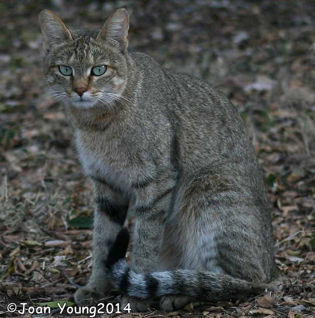 Image of wild cat