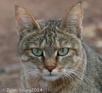 Image of wild cat