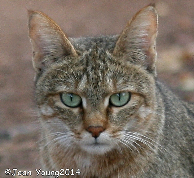 Image of wild cat