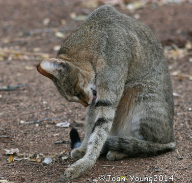 Image of wild cat