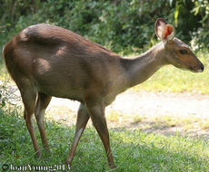 Image of Bushbuck