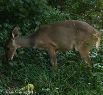 Image of Bushbuck